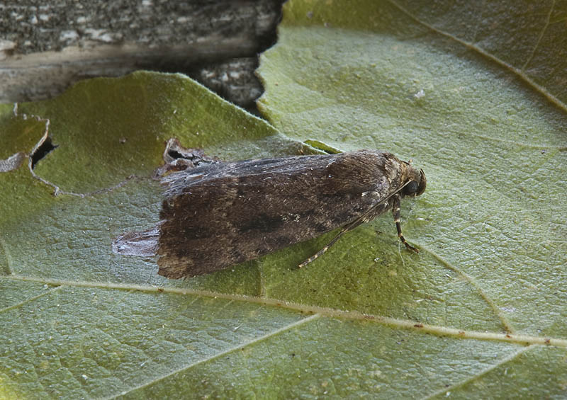 Noctuidae: Amphipyra  pyramidea